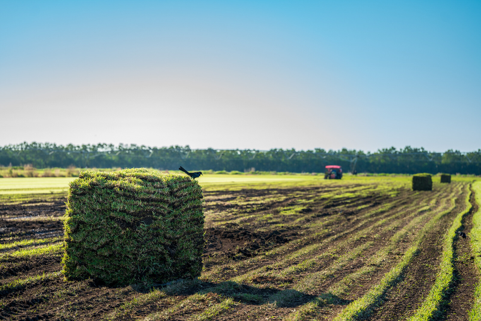 Sod being harvested