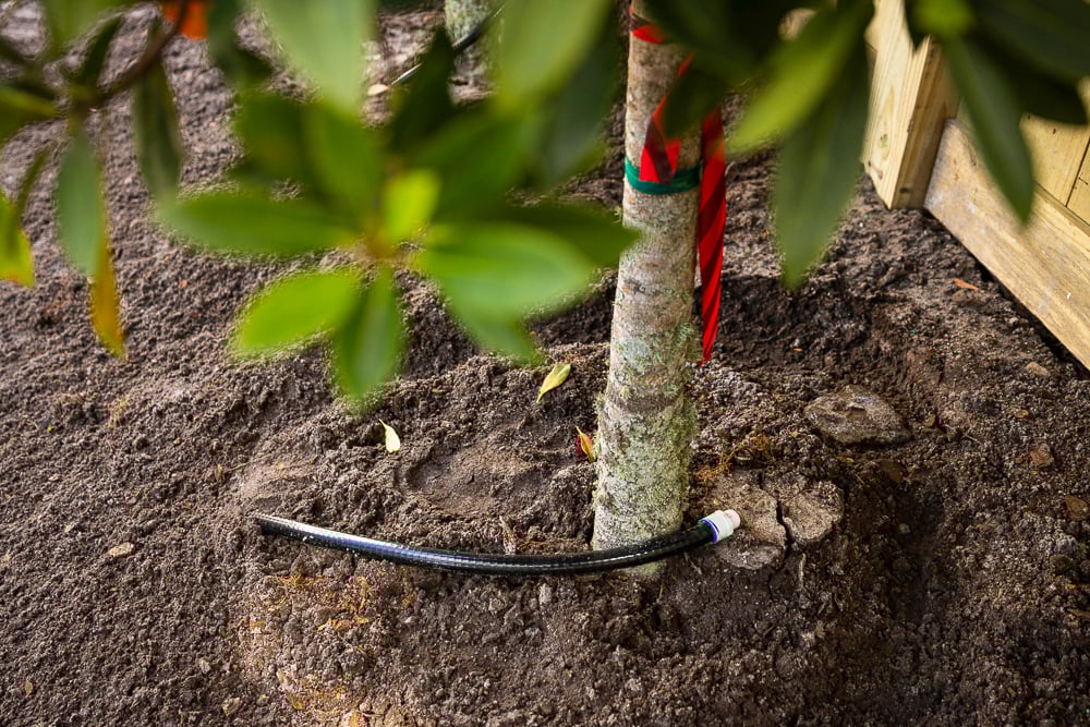 drip irrigation around the base of a tropical shrub