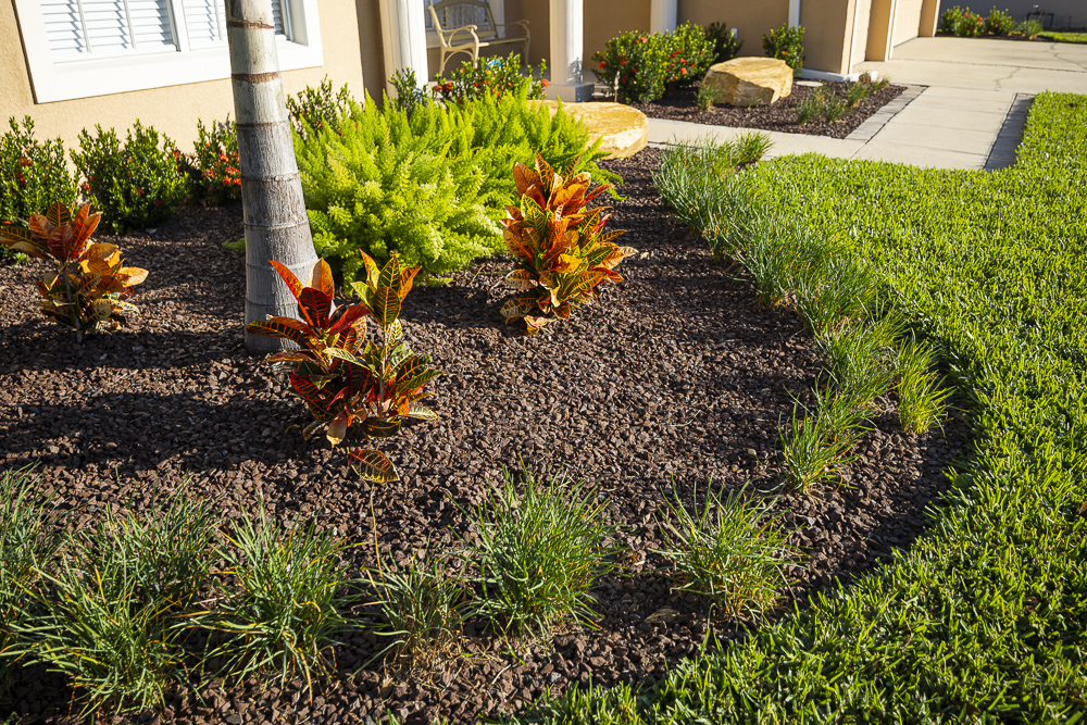 landscape planting bed with perennials shrubs and palm tree along grass lawn