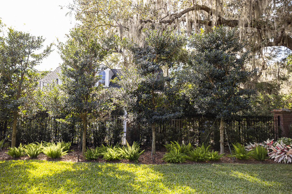 plantings along fence line