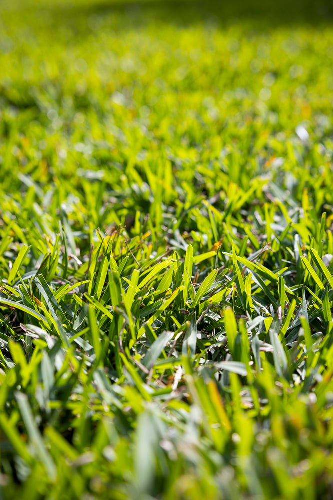a closeup of a sod lawn in central florida