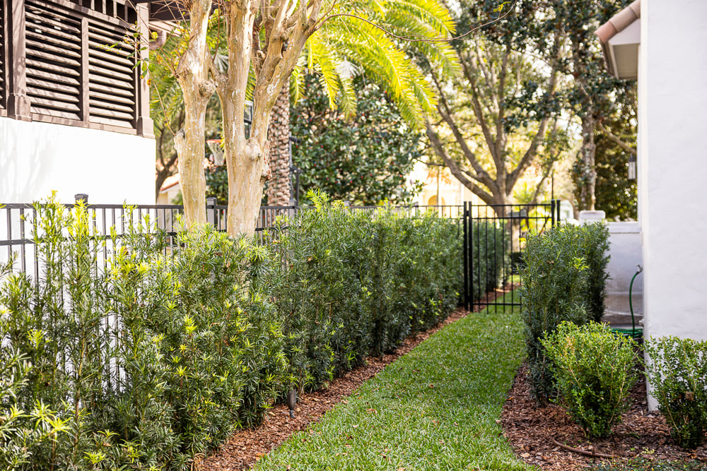 border planting beds with evergreen shrubs and shade trees above a central florida lawn