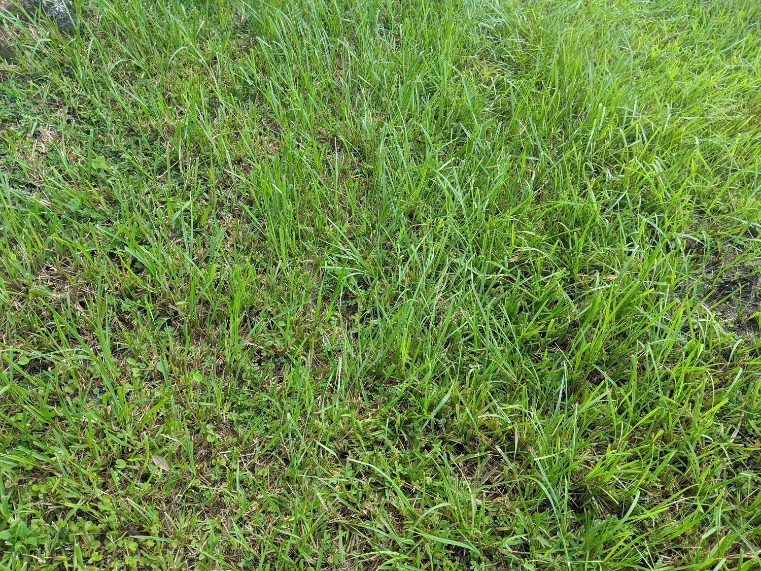 Bahiagrass sod in Orlando, FL