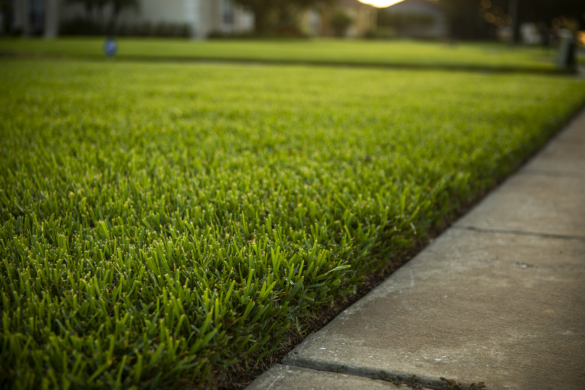 neatly  maintained and healthy grass