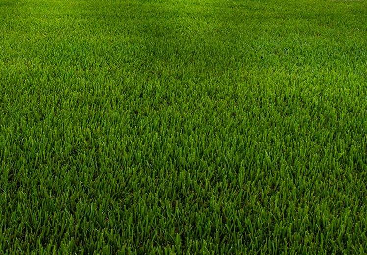 lawn grass landscape lighting plantings