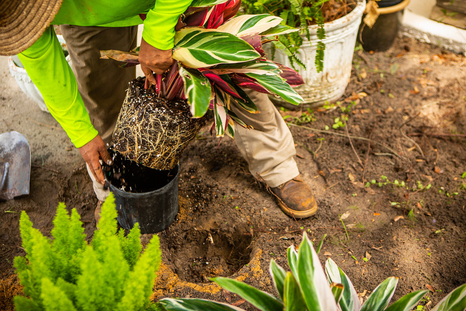 landscaper planting tropical plants in an orlando garden