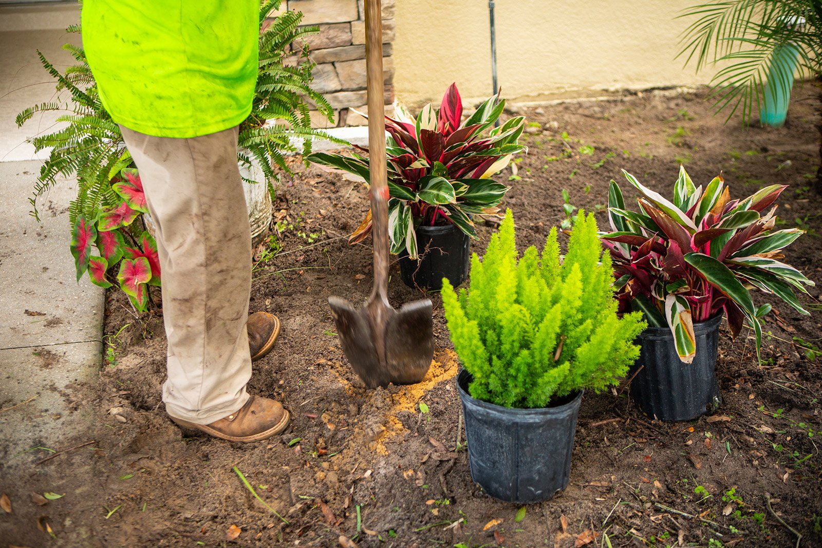 landscaping crew planting new tropical plants in an orlando garden
