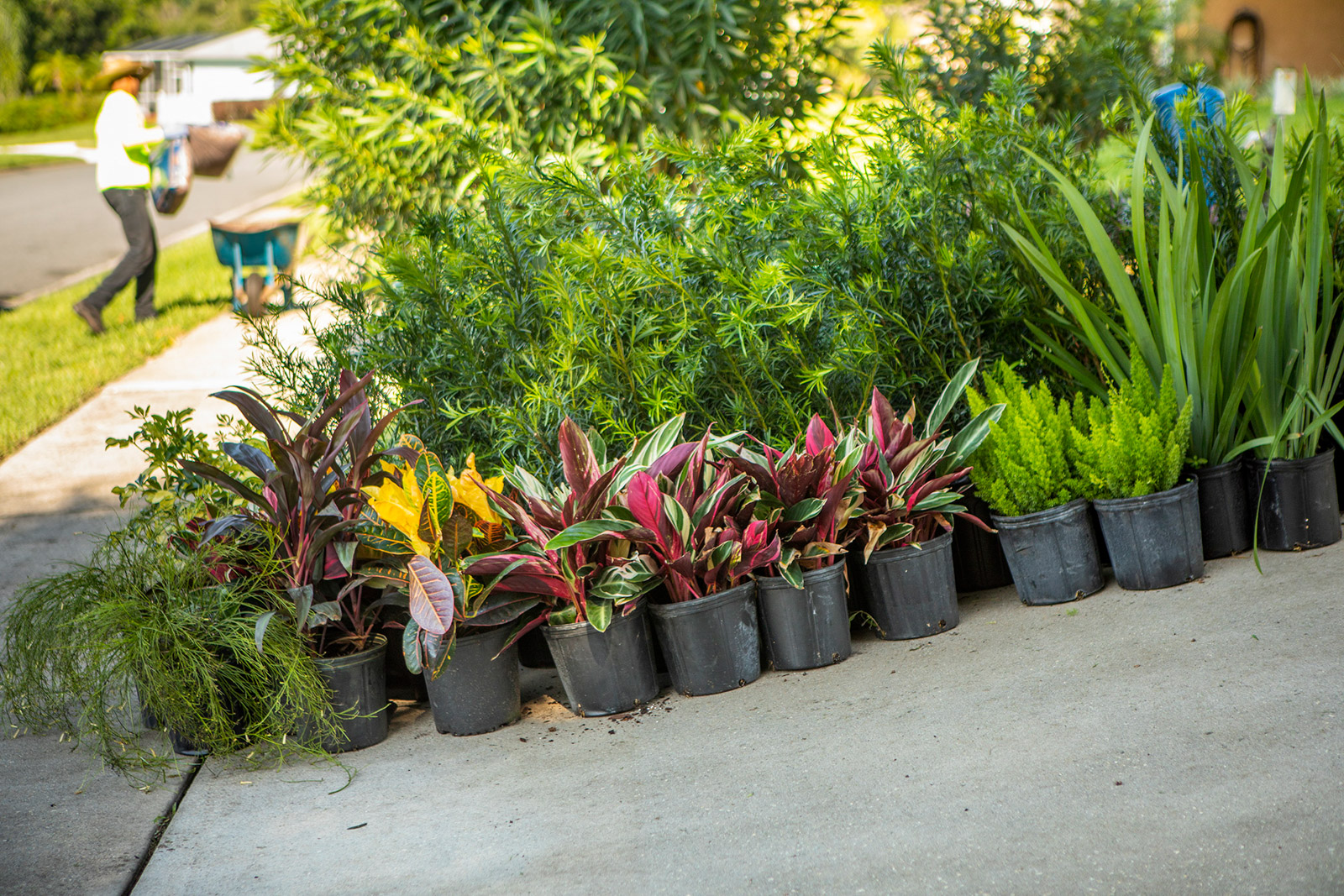 Plants ready to be installed by landscaper