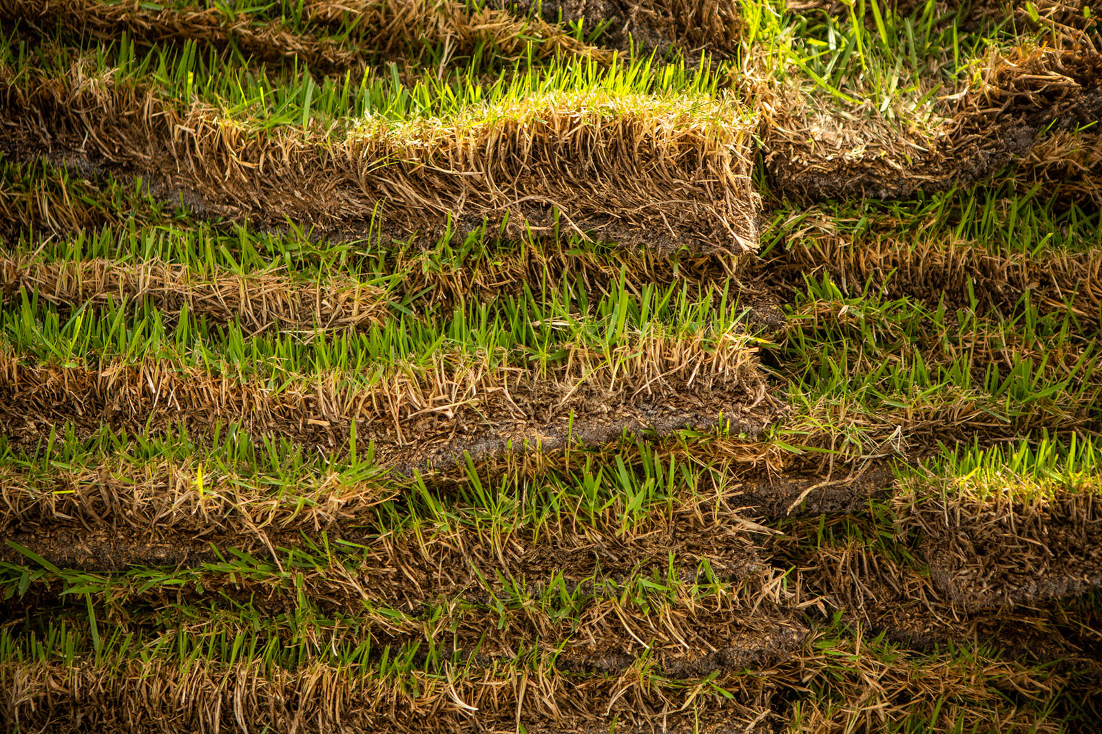 Celebration Bermuda Grass Sod installation