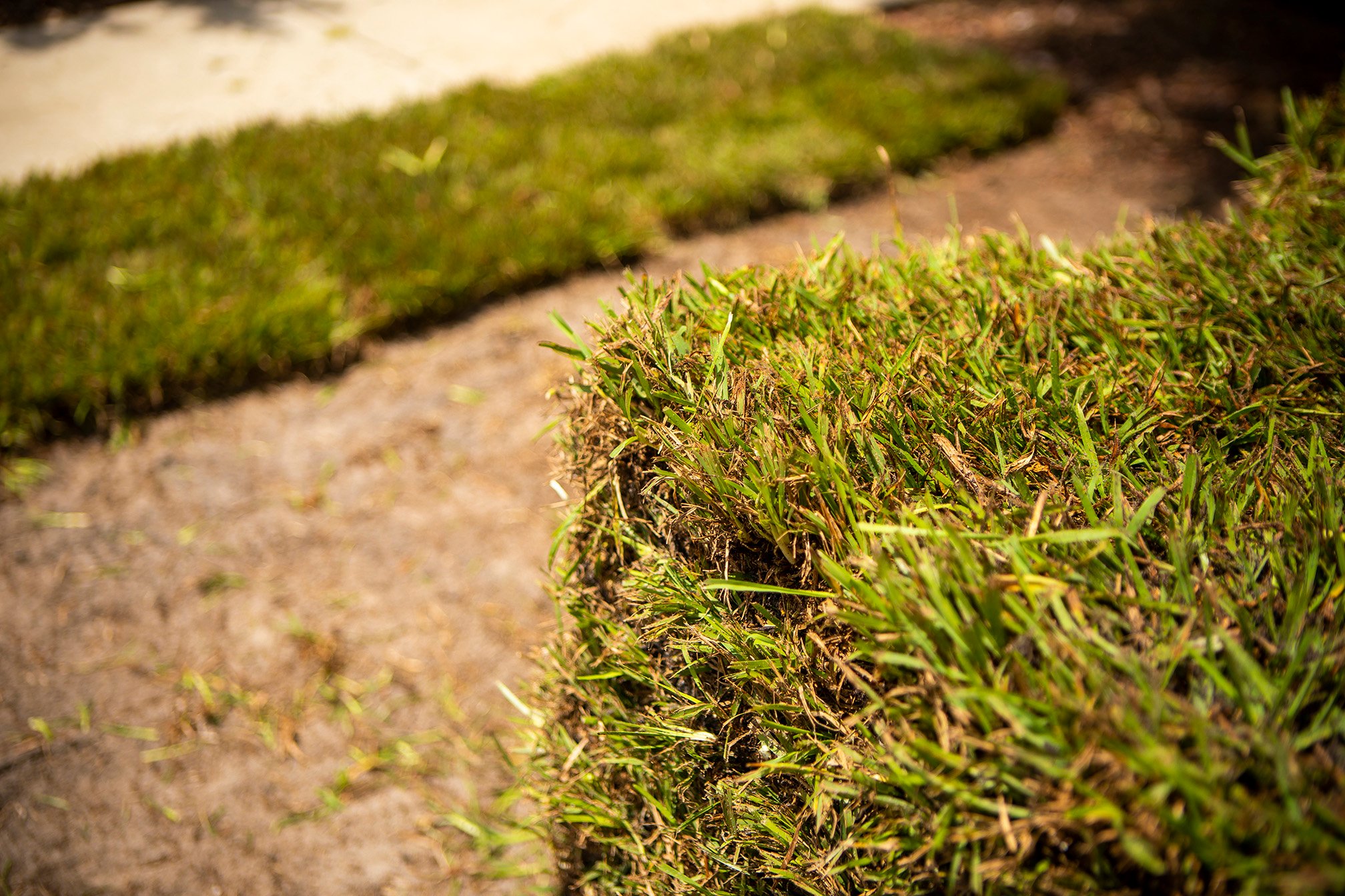 Sod installation