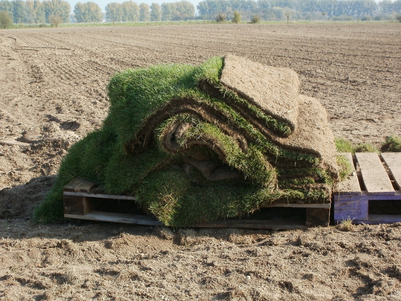 Sod ready to be installed